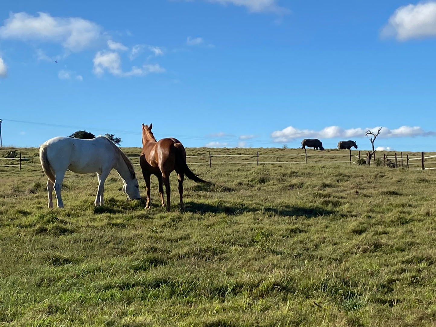 Horse Adoption Kit