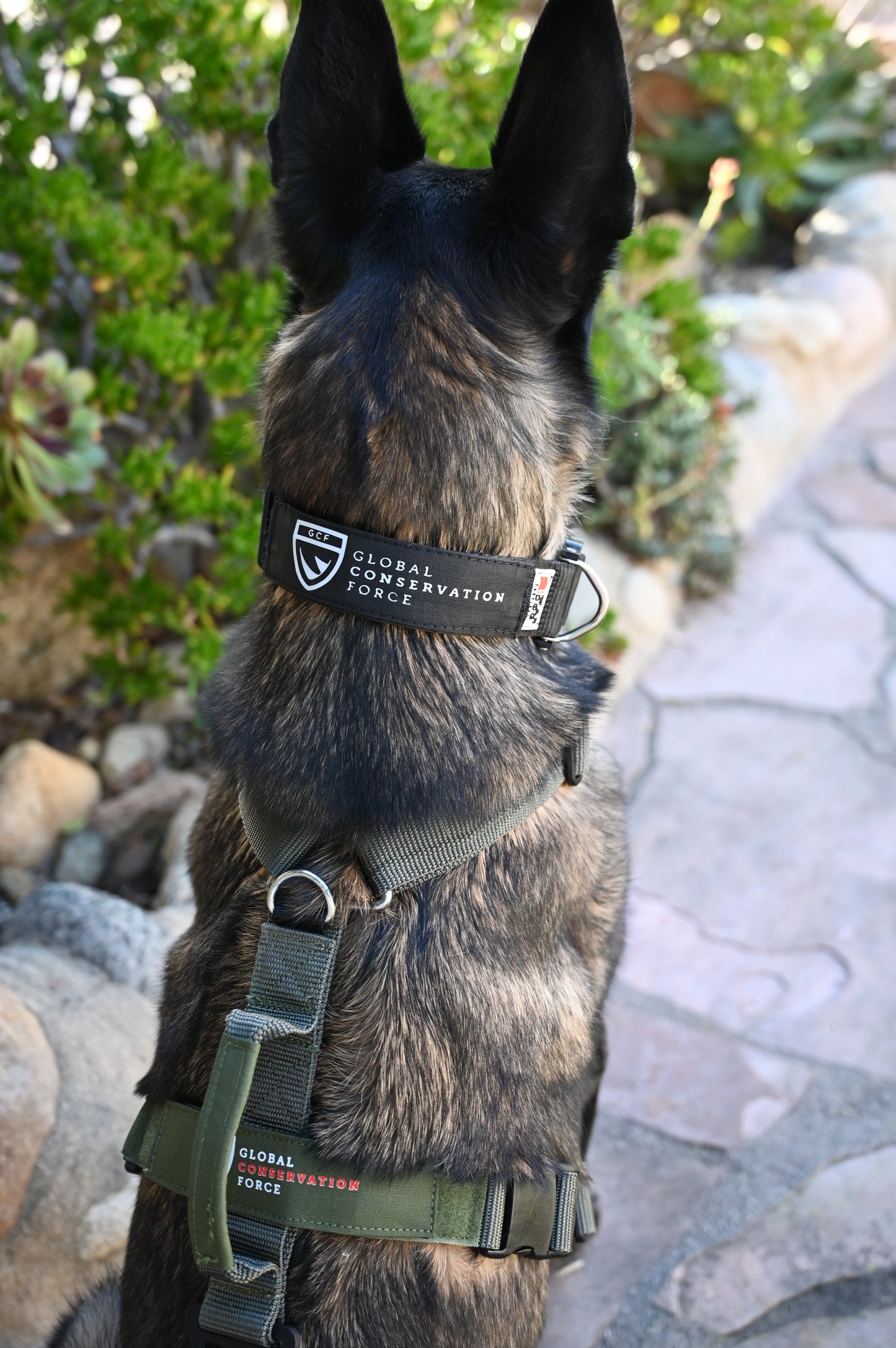 War Dog x GCF K9 Tracking "Seeker" Harness