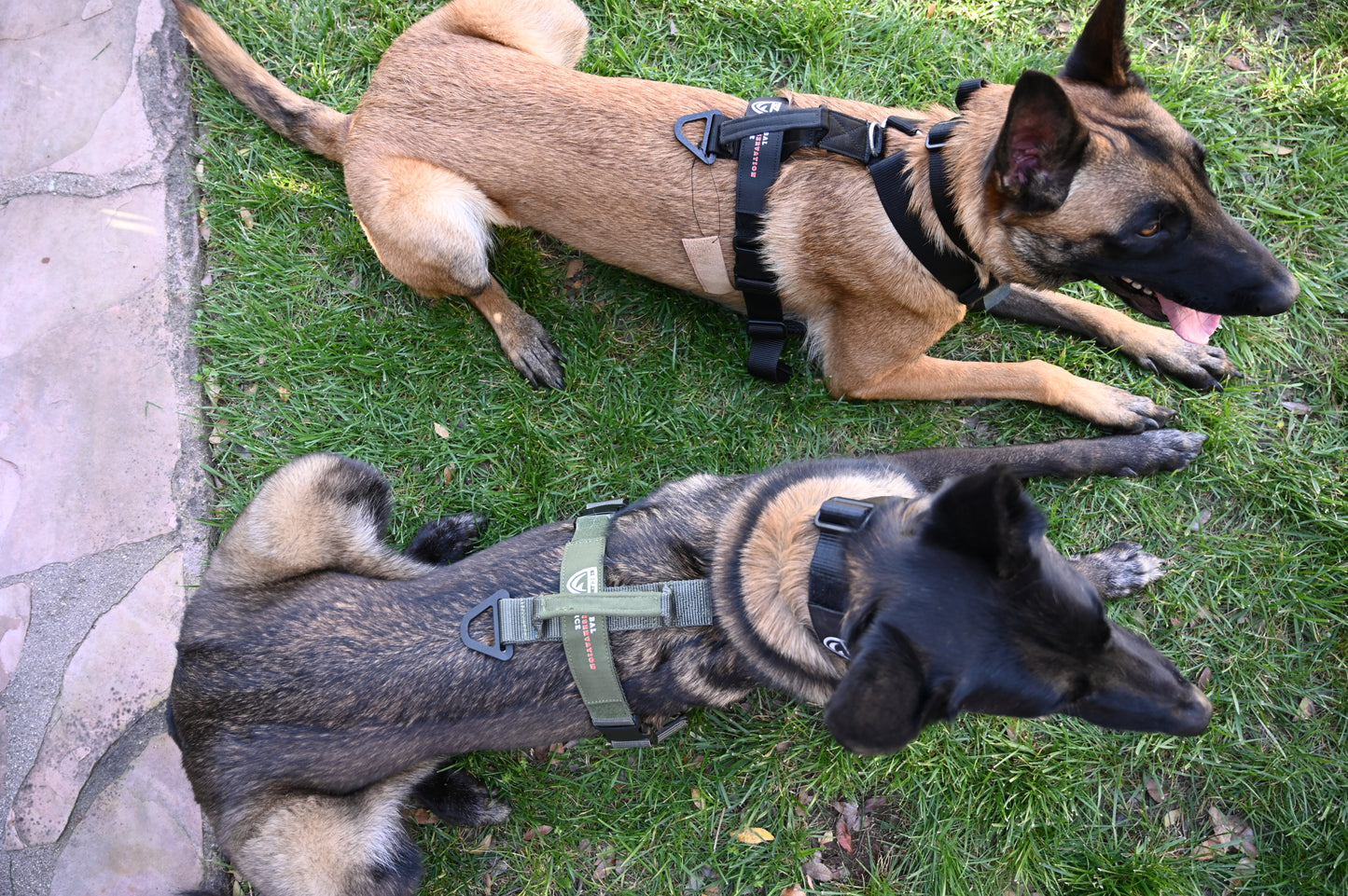 War Dog x GCF K9 Tracking "Seeker" Harness