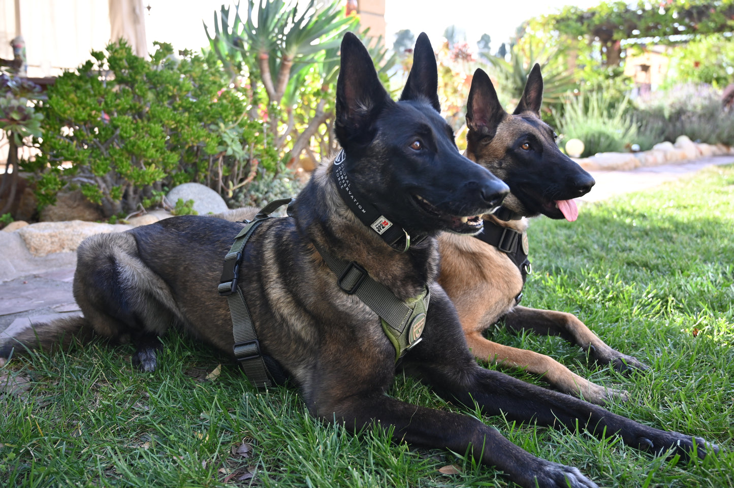 War Dog x GCF K9 Tracking "Seeker" Harness