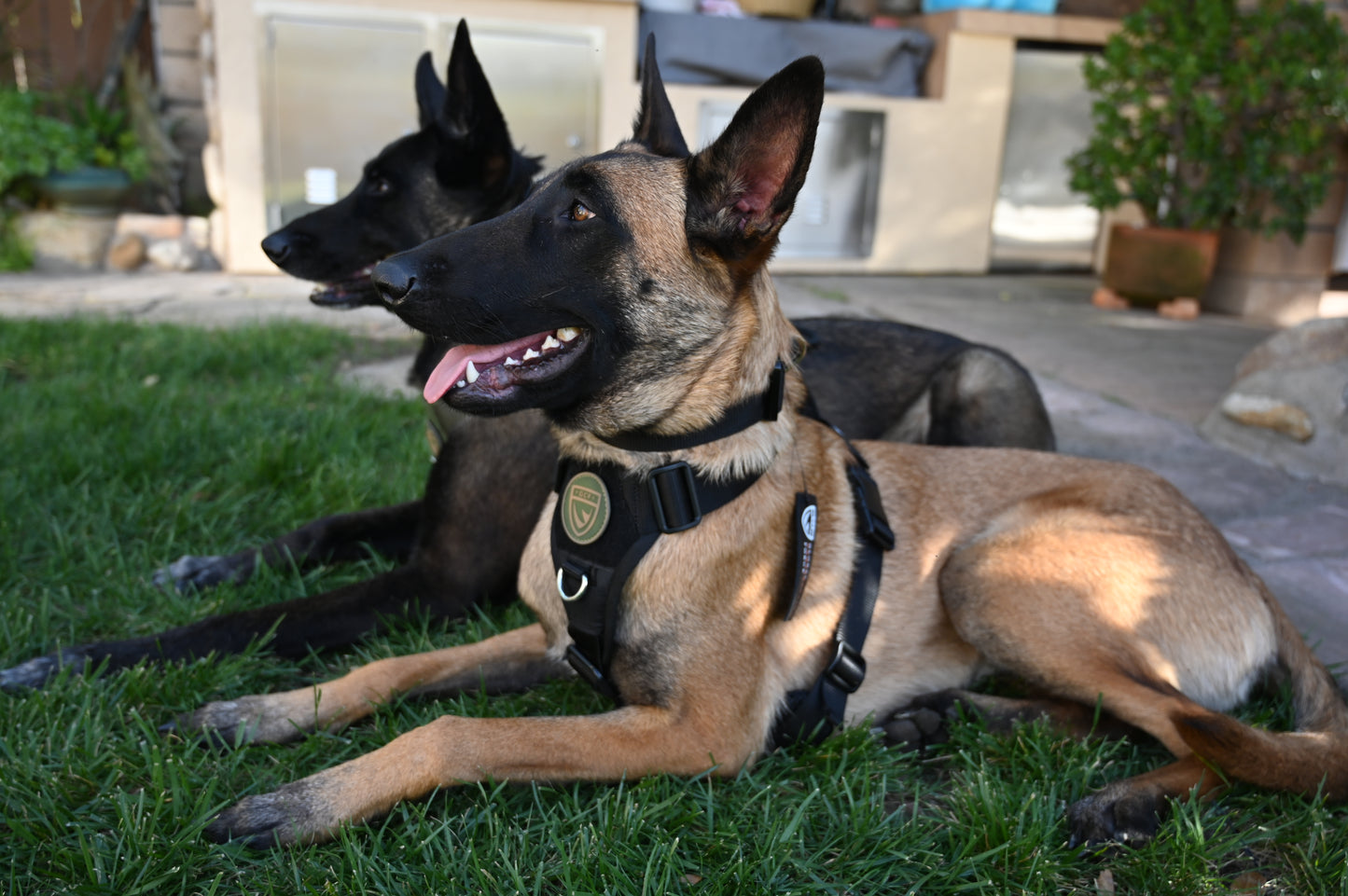 War Dog x GCF K9 Tracking "Seeker" Harness