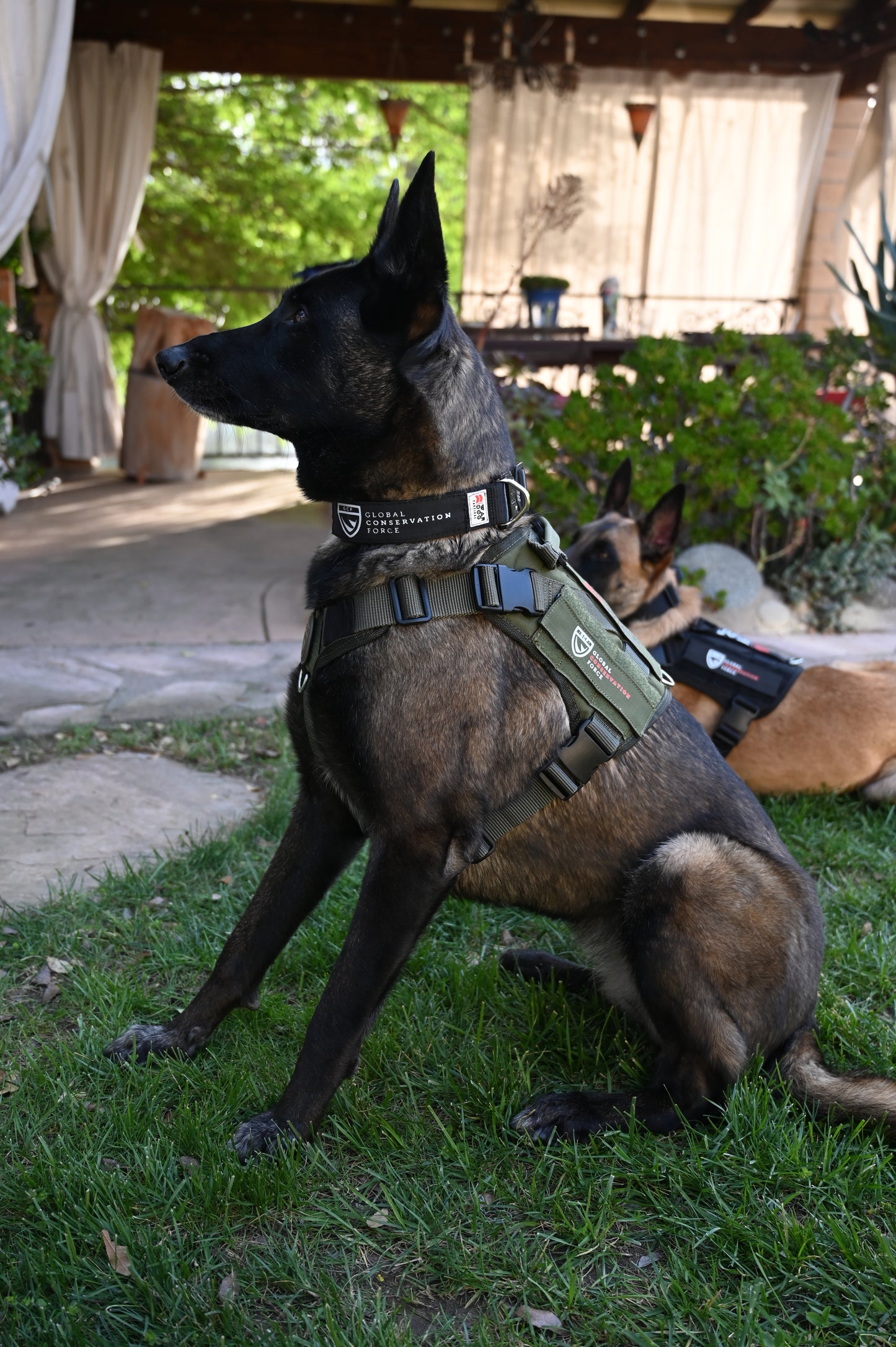 War Dog x GCF K9 "Ghost Harness"