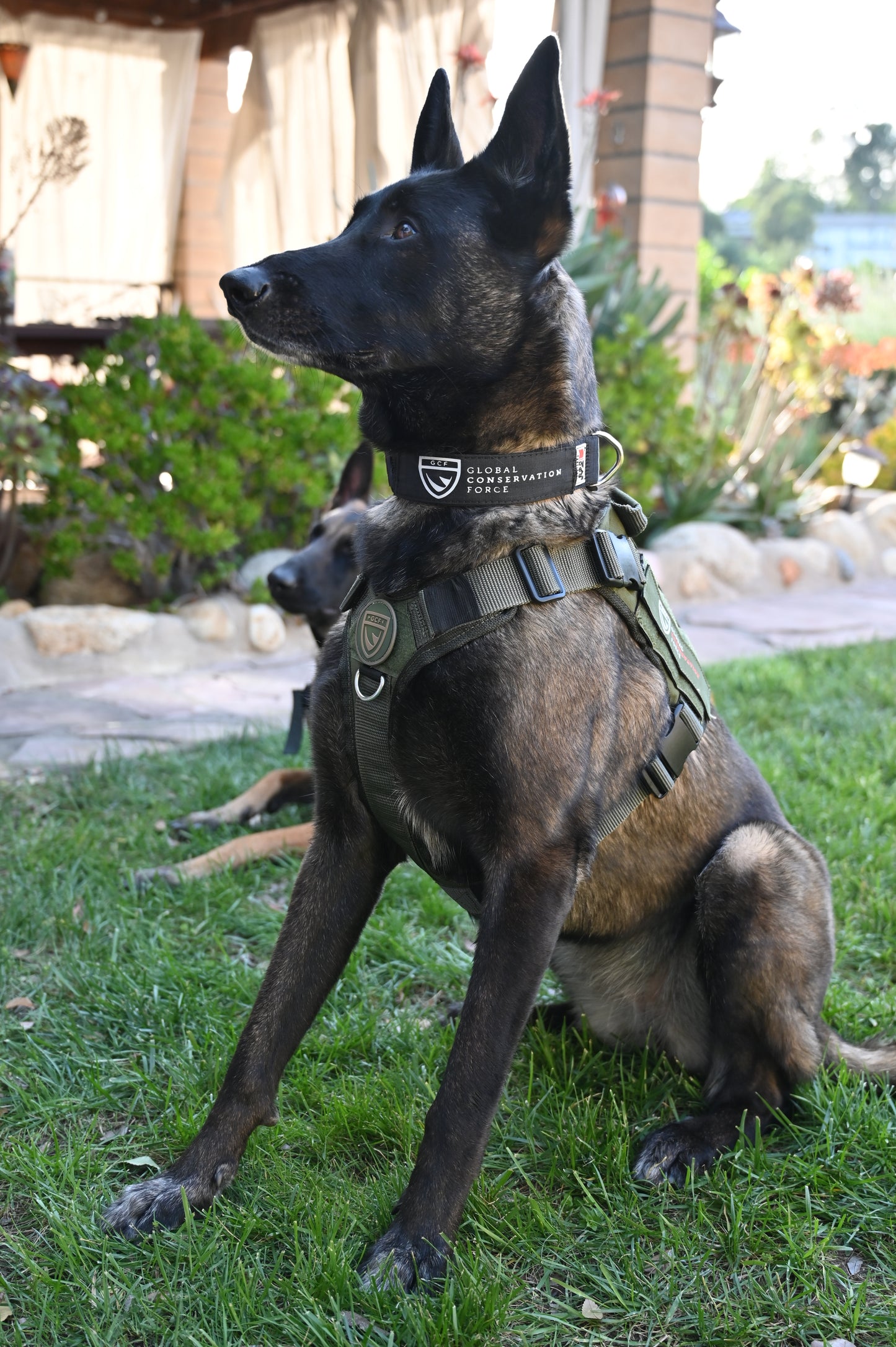 War Dog x GCF K9 "Ghost Harness"