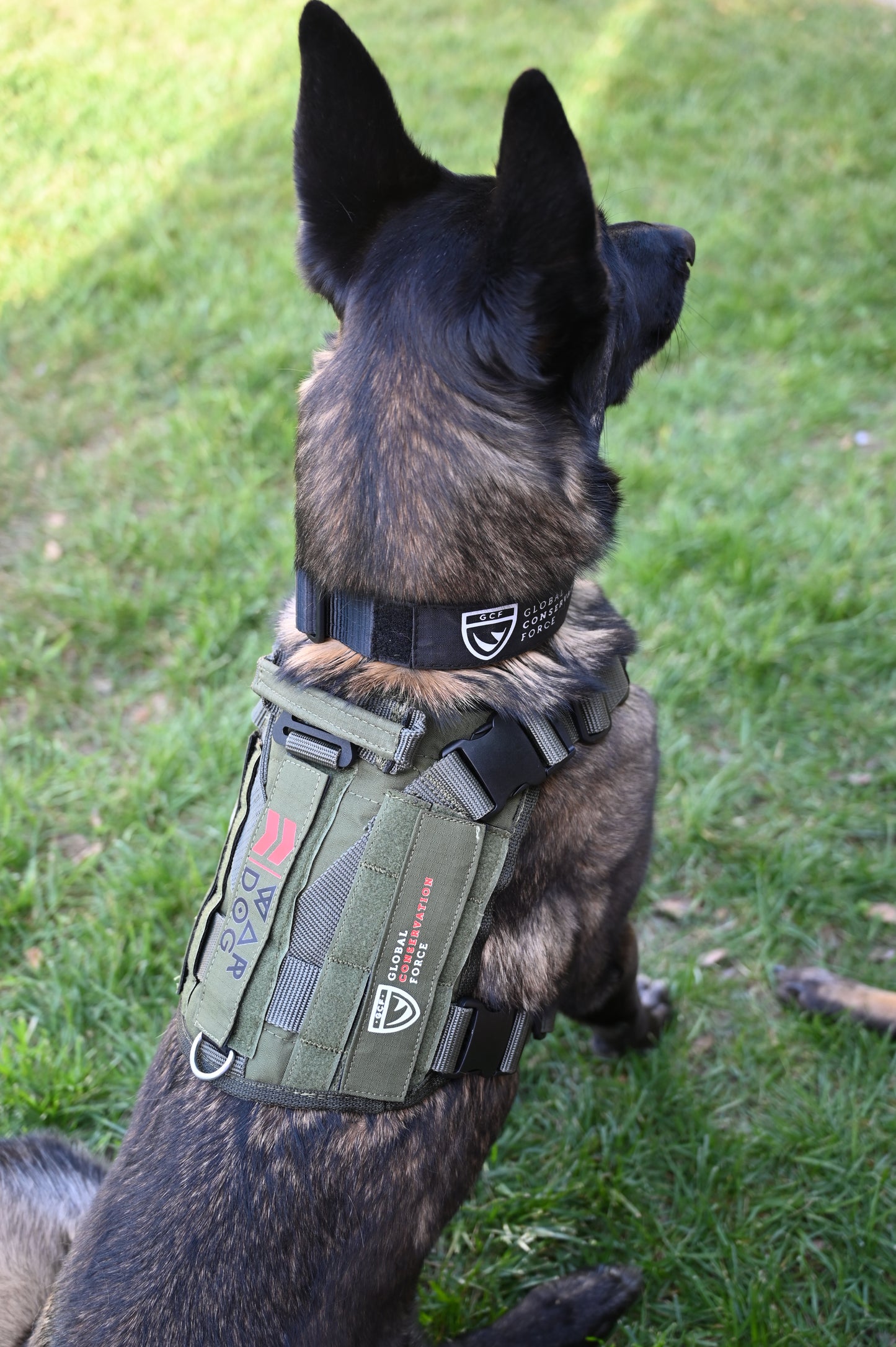 War Dog x GCF K9 "Ghost Harness"