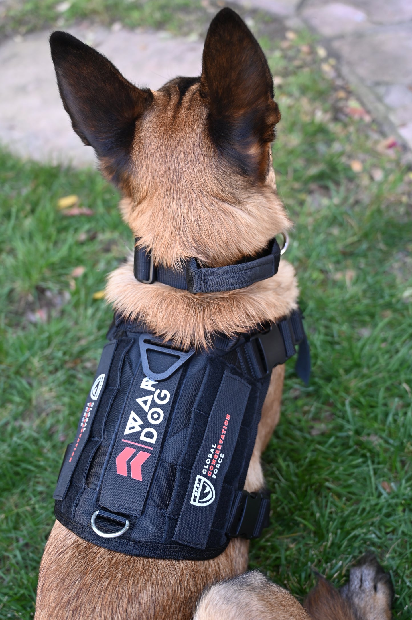 War Dog x GCF K9 "Ghost Harness"