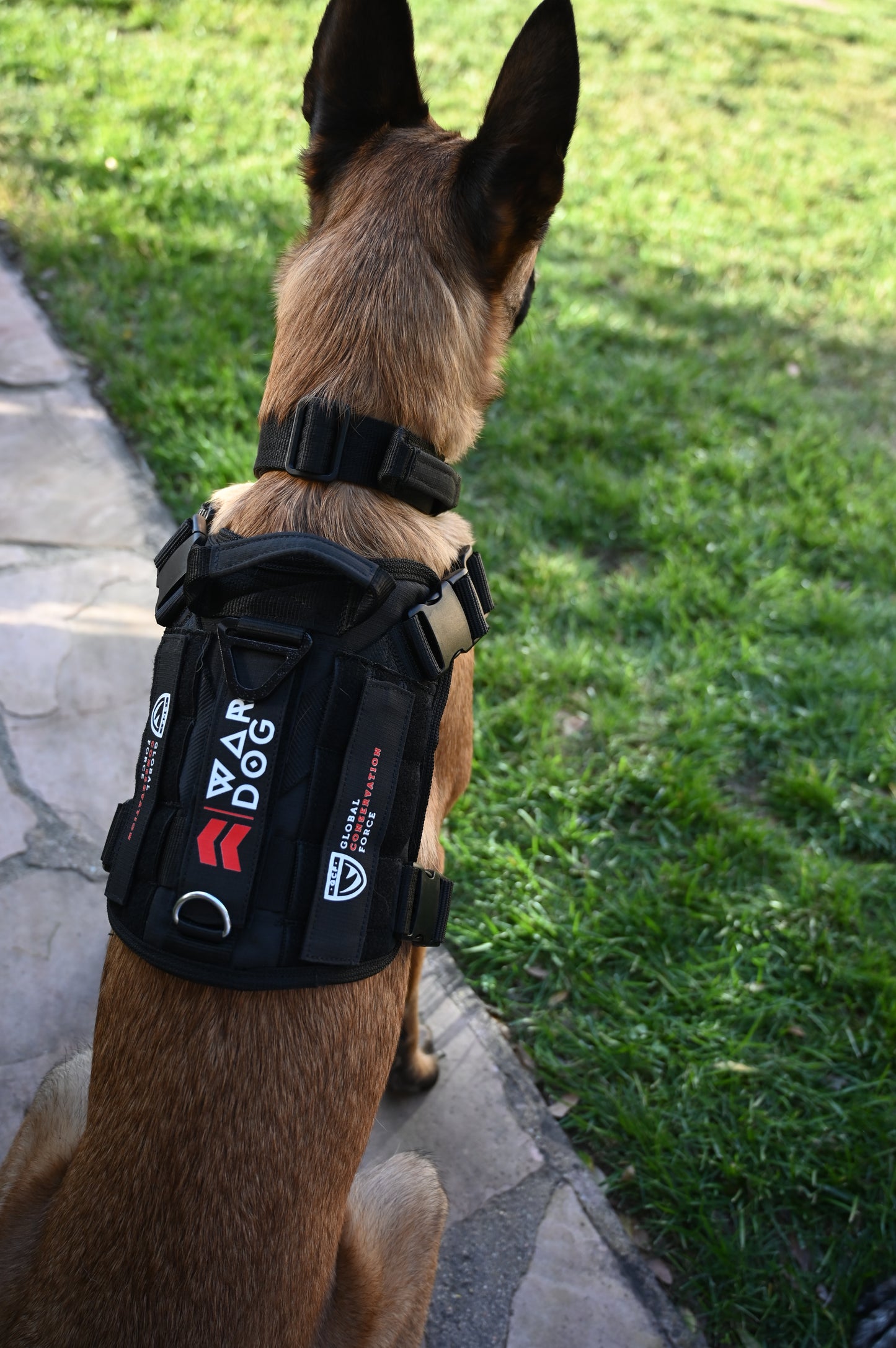 War Dog x GCF K9 "Ghost Harness"