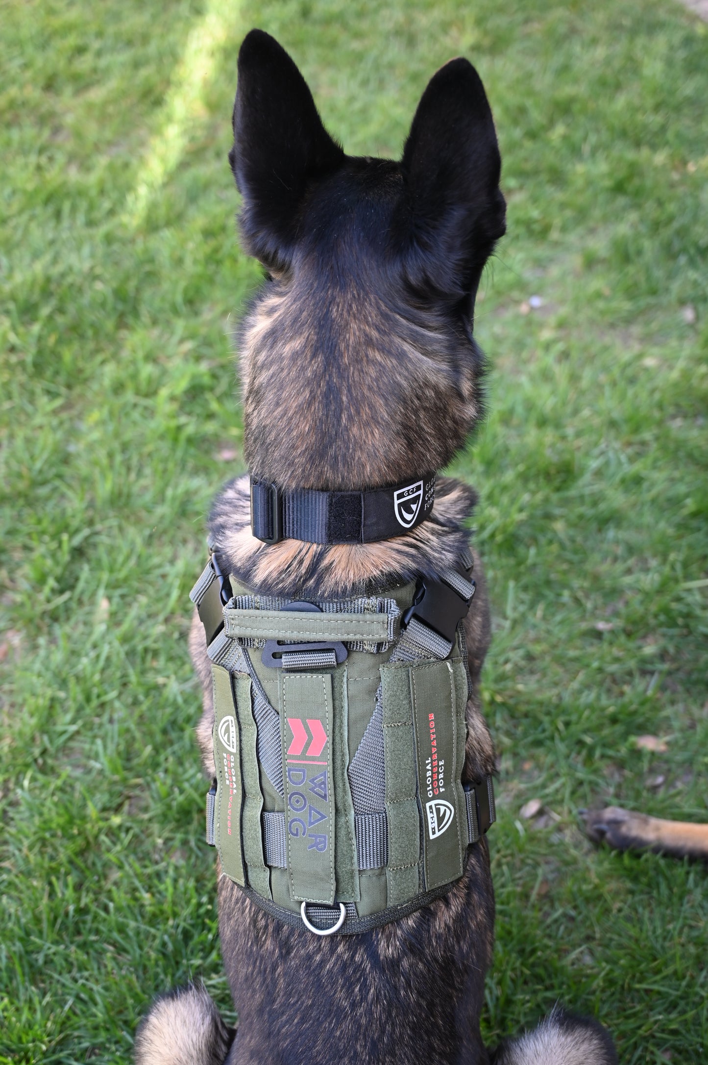 War Dog x GCF K9 "Ghost Harness"