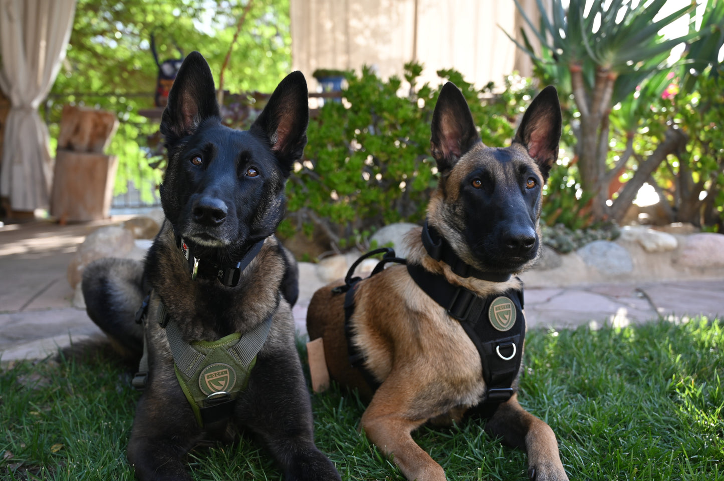 War Dog x GCF K9 Tracking "Seeker" Harness