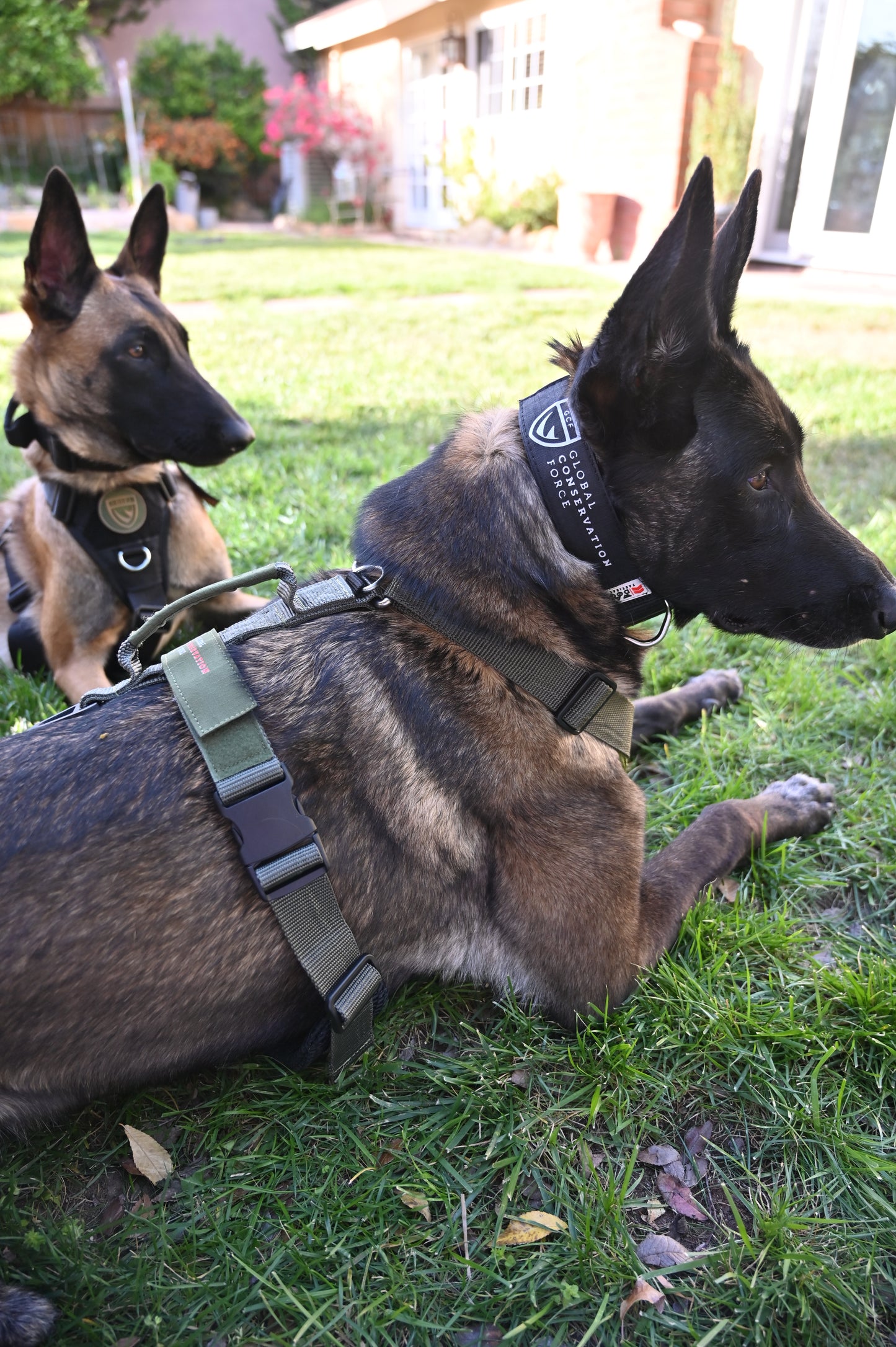 War Dog x GCF K9 Tracking "Seeker" Harness