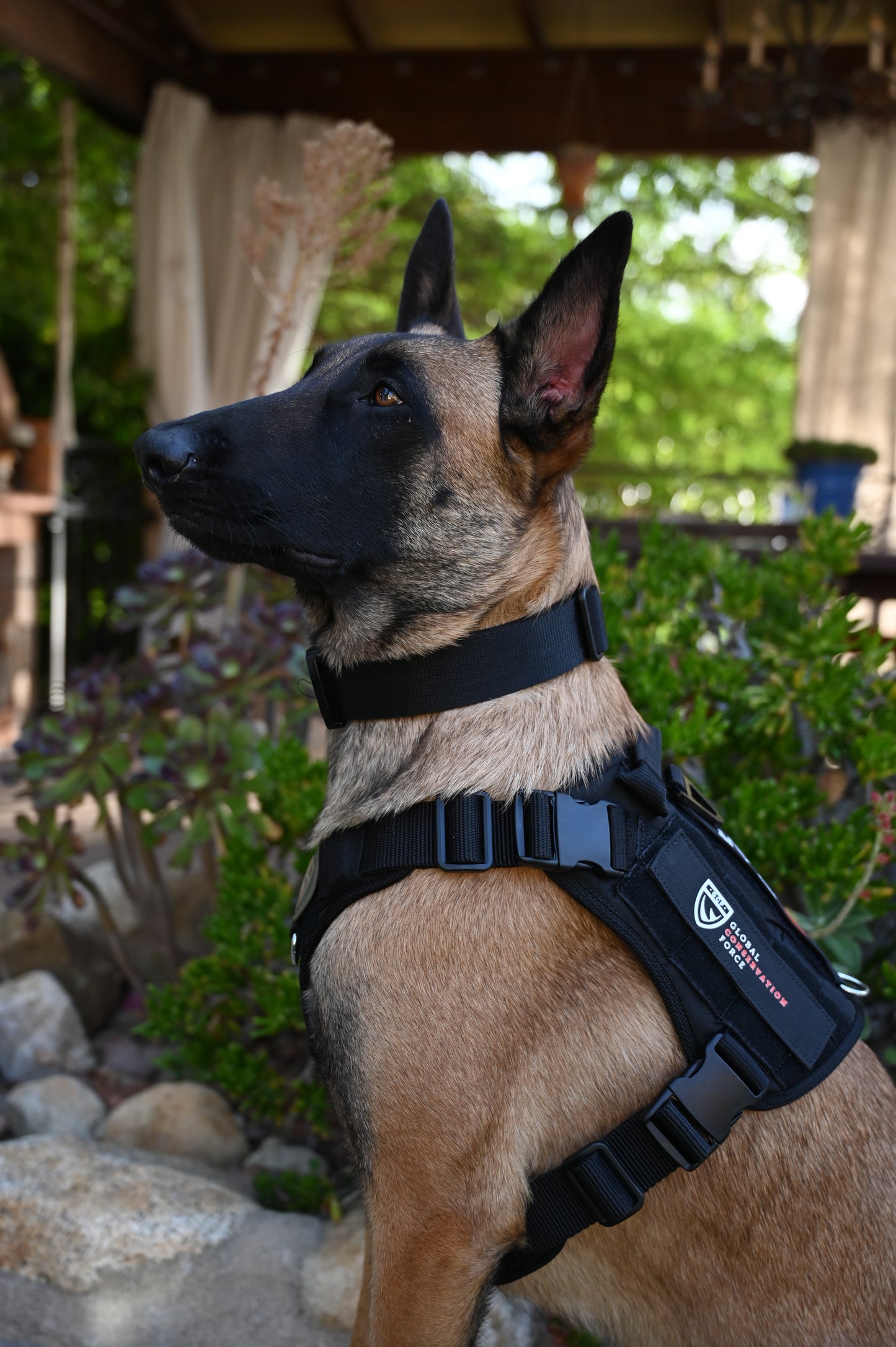 War Dog x GCF K9 "Ghost Harness"