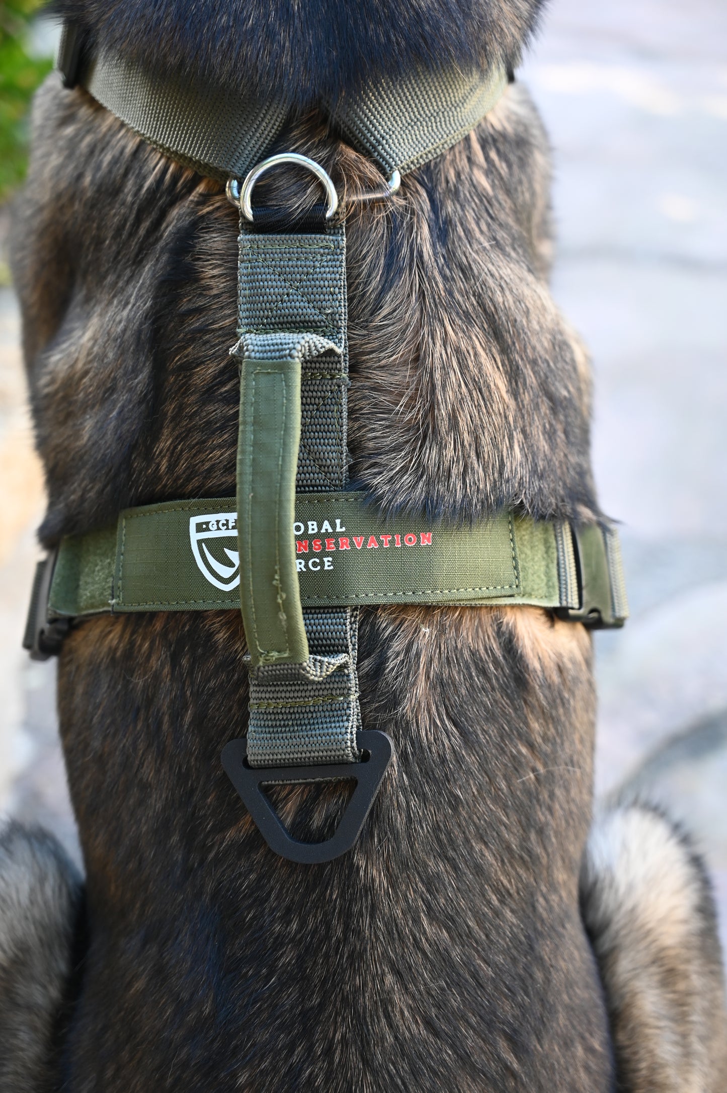 War Dog x GCF K9 Tracking "Seeker" Harness