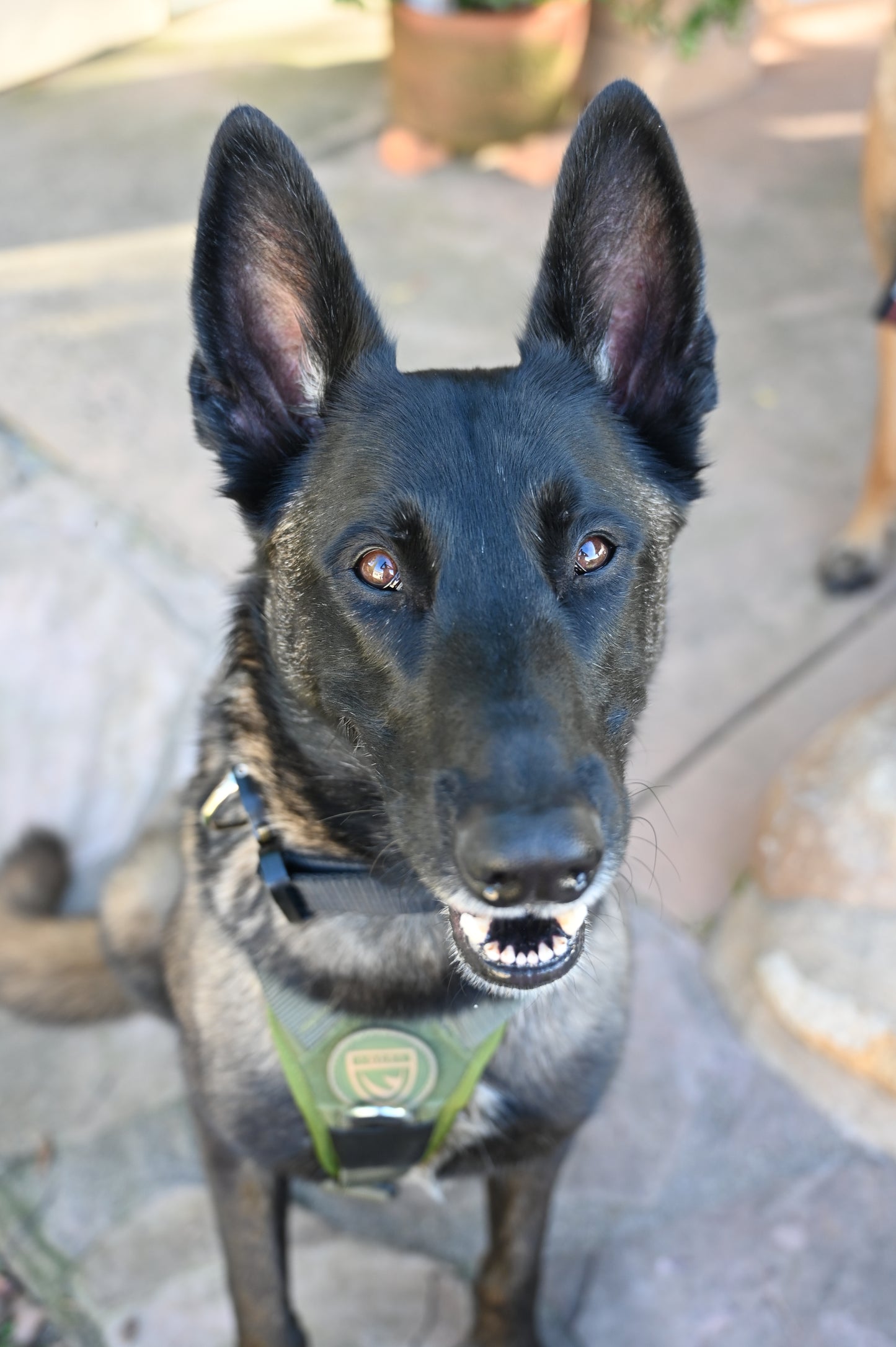 War Dog x GCF K9 Tracking "Seeker" Harness