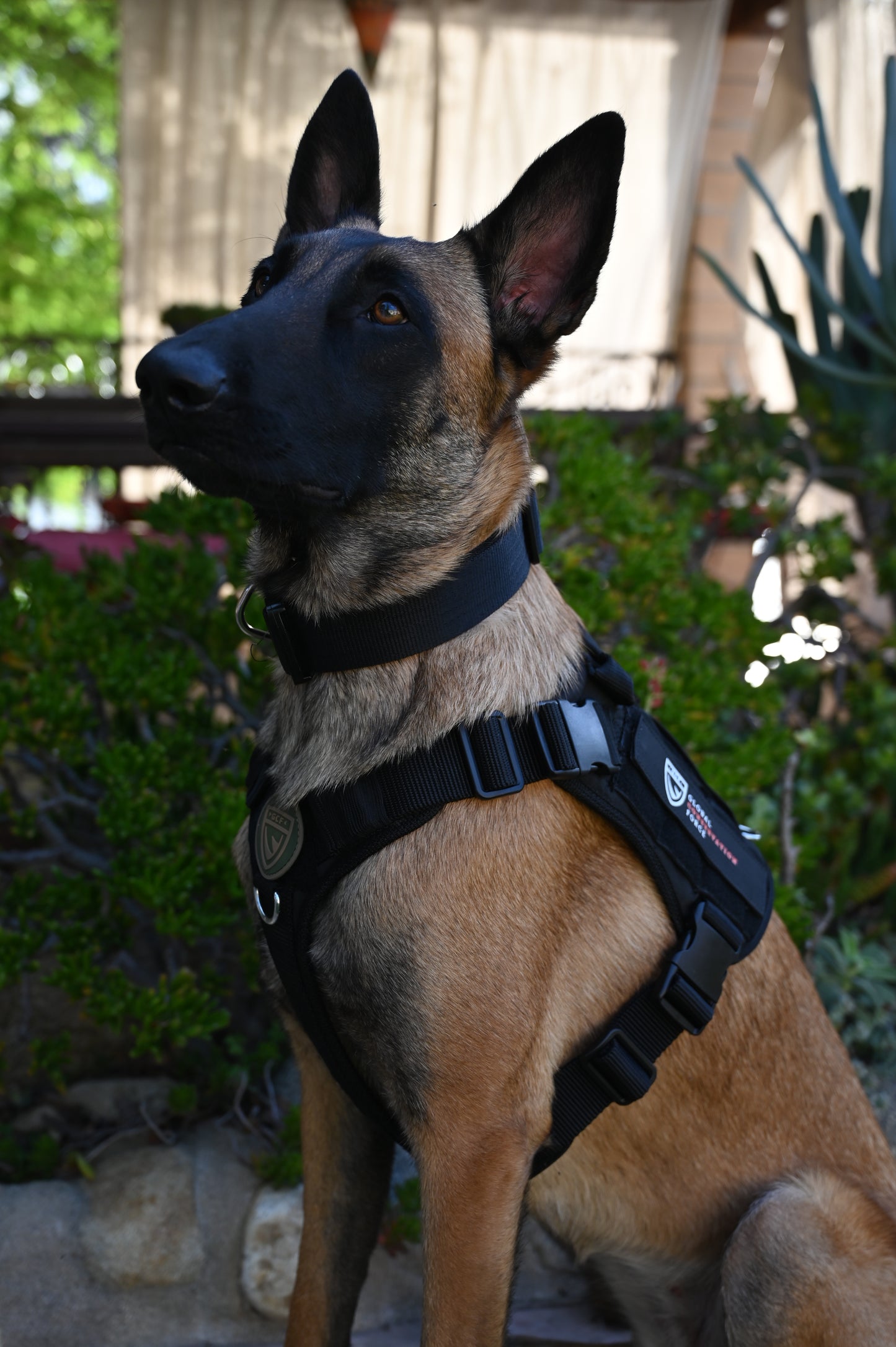 War Dog x GCF K9 "Ghost Harness"